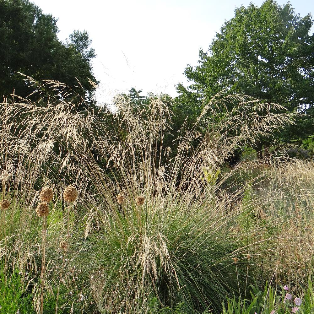 STIPA splendens (Achnatherum)