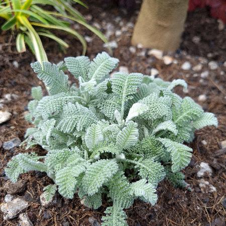 TANACETUM haradjanii 'Little Frosty'