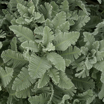TANACETUM haradjanii