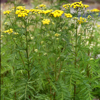 TANACETUM vulgare