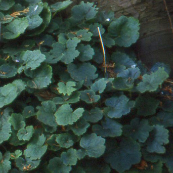 TELLIMA grandiflora