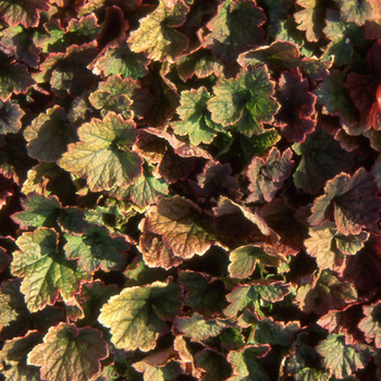 TELLIMA grandiflora 'Rubra'