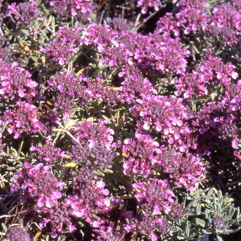 TEUCRIUM ackermanii