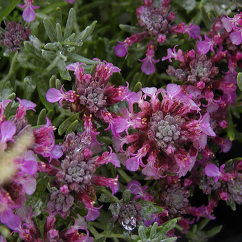 TEUCRIUM ackermanii