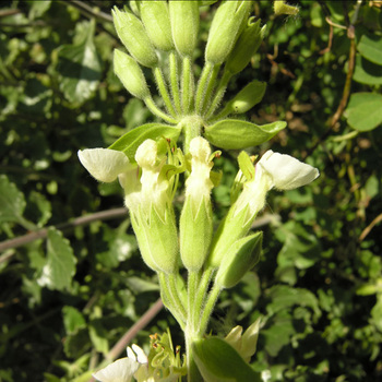 TEUCRIUM