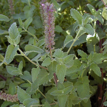 TEUCRIUM hircanicum 'Flowtime'