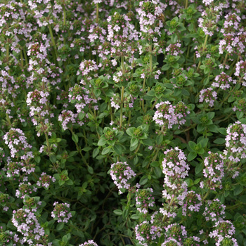 THYMUS citriodorus