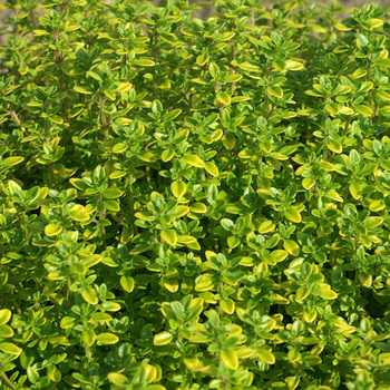 THYMUS citriodorus 'Bertram Anderson'