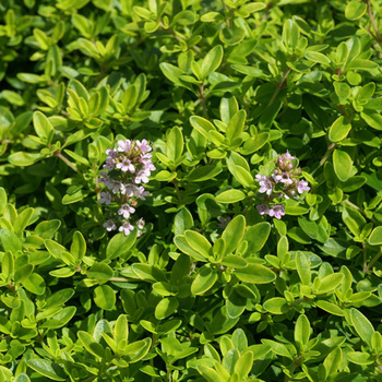 THYMUS citriodorus 'Golden Dwarf'