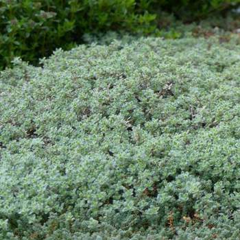 THYMUS ciliatus