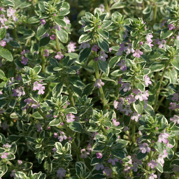 THYMUS citriodorus 'Silver Queen' ('Argenteus')