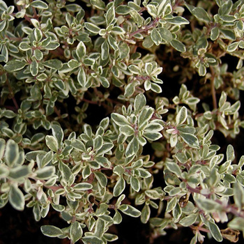 THYMUS citriodorus 'Variegatus'