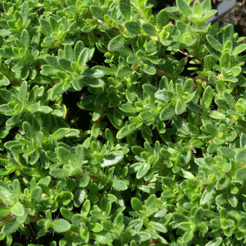 THYMUS doerfleri 'Bressingham'