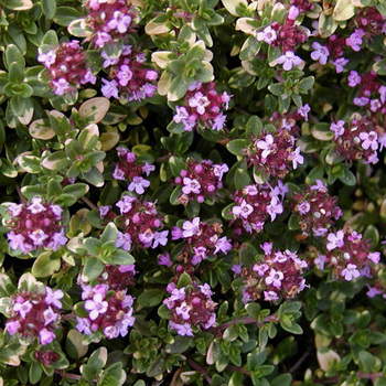 THYMUS 'Doone Valley'