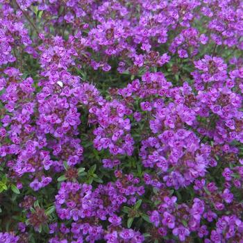 THYMUS hirsutus