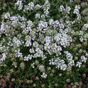 THYMUS praecox 'Albiflorus' (serpyllum 'Albus')