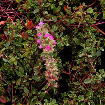 THYMUS praecox 'Coccineus'