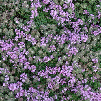 THYMUS praecox 'Minor'