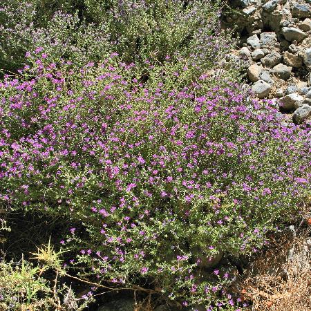 THYMUS capitatus