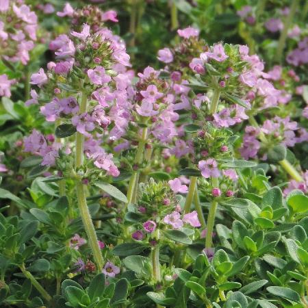 THYMUS citriodorus 'Lammefjord'