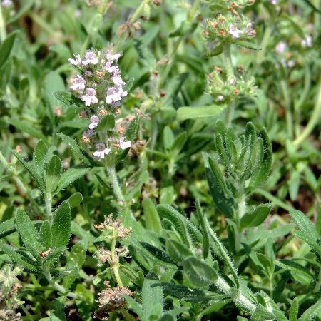 THYMUS kosteleckyanus