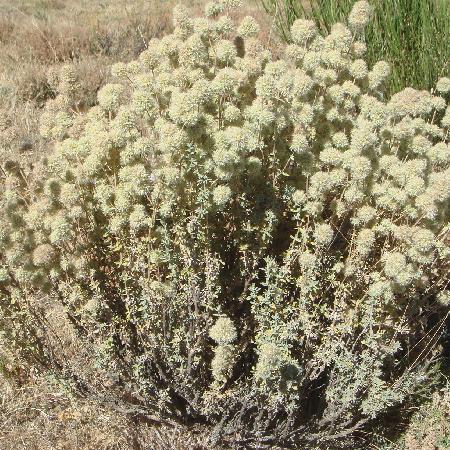 THYMUS mastichina