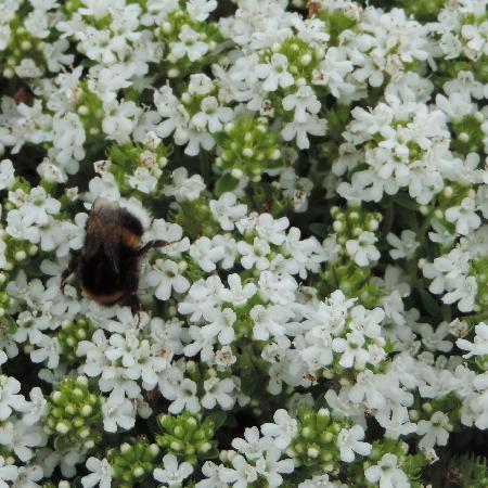 THYMUS praecox 'Albiflorus' (serpyllum 'Albus')