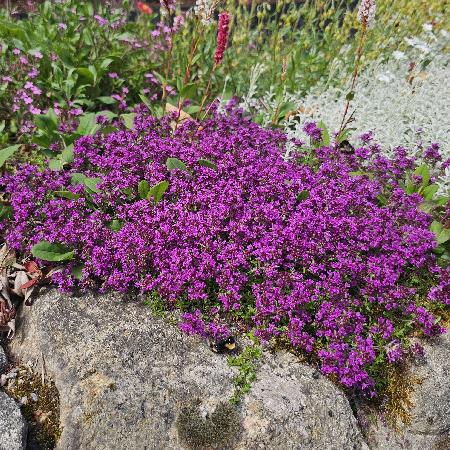 THYMUS praecox 'Red Carpet'