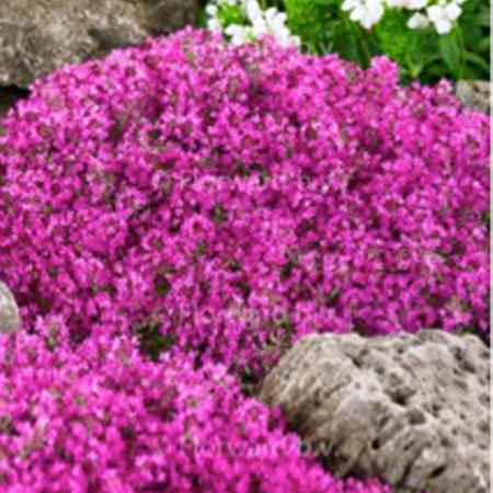 THYMUS praecox 'Red Carpet'