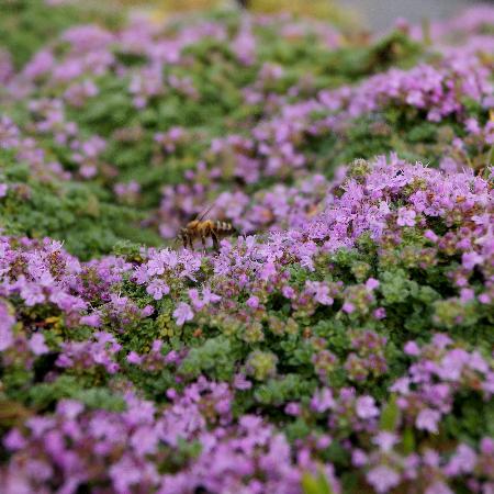 THYMUS serpyllum 'Elfin'