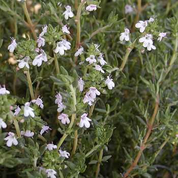 THYMUS vulgaris