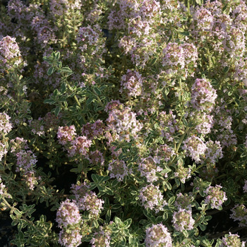 THYMUS vulgaris 'Silver Posie'