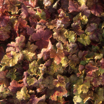 TIARELLA