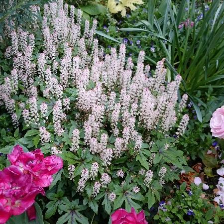 TIARELLA 'Morning Star'