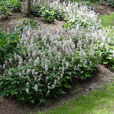 TIARELLA 'Spring Symphony' ®