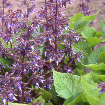 TRACHYSTEMON