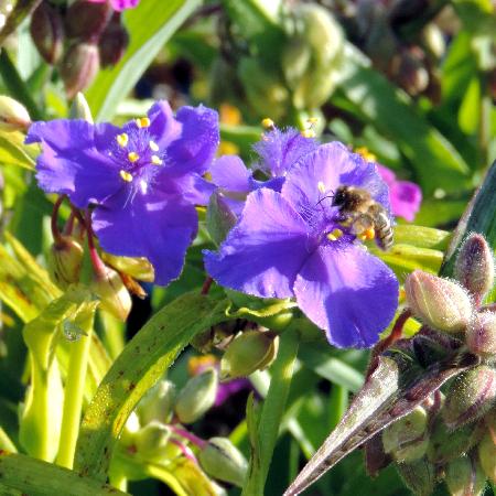 TRADESCANTIA 'Sweet Kate'