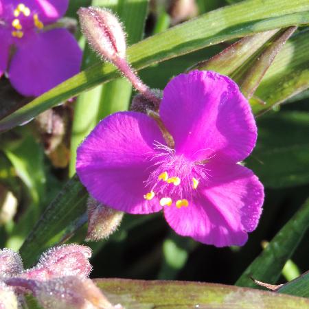 TRADESCANTIA 'Valour' (Andersoniana Group)