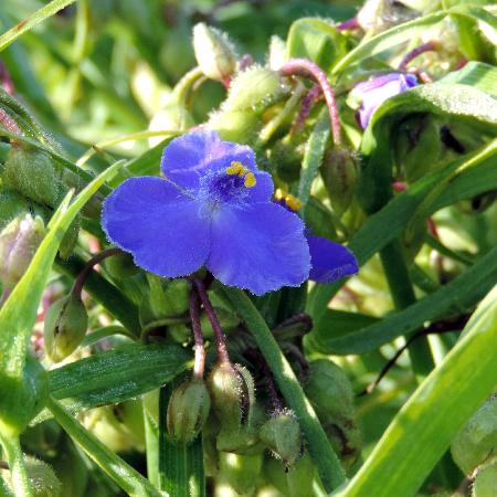 TRADESCANTIA 'Zwanenburg Blue' (Andersoniana Group)