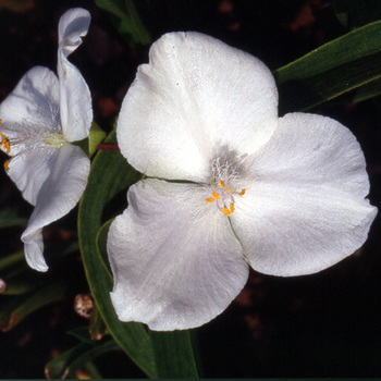 TRADESCANTIA 'Innocence' (Andersoniana Group)