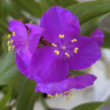 TRADESCANTIA 'Valour' (Andersoniana Group)