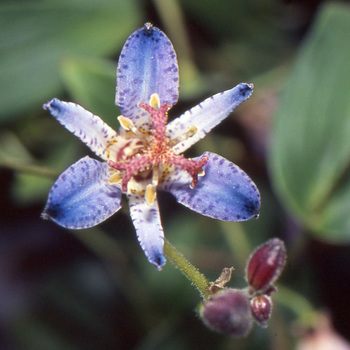 TRICYRTIS 'Blaue'