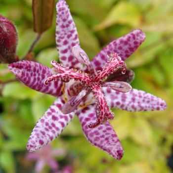 TRICYRTIS hirta