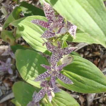 TRICYRTIS hirta 'Miyazaki'