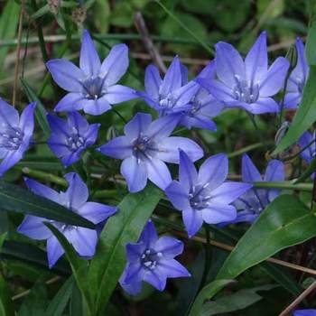 TRITELEIA laxa 'Koningin Fabiola'