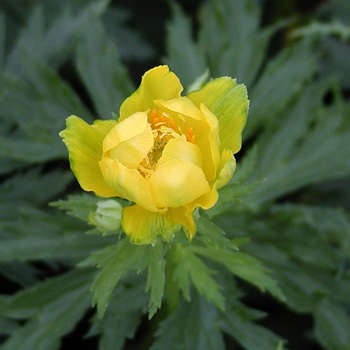 TROLLIUS chinensis 'Golden Queen'