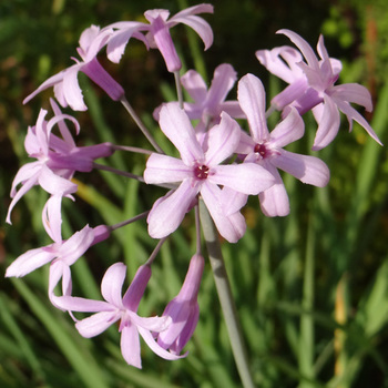 TULBAGHIA violacea