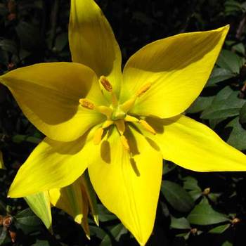 TULIPA sylvestris
