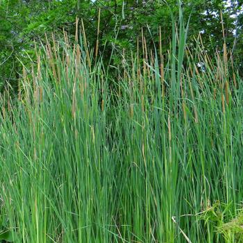 TYPHA latifolia