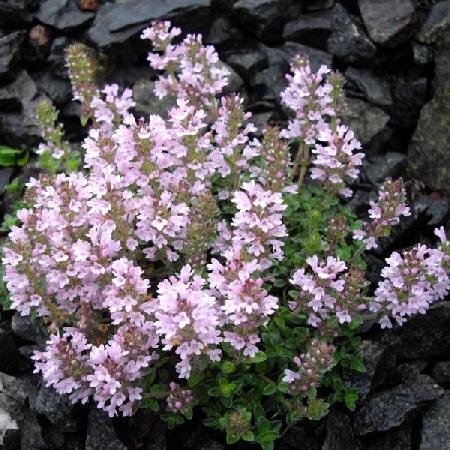 THYMUS comosus